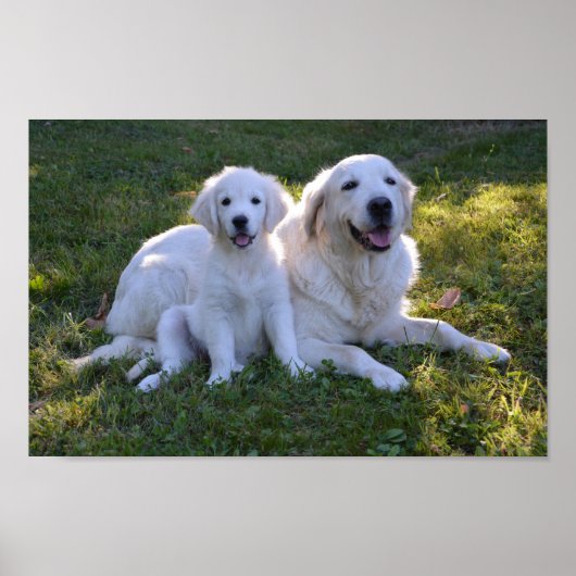 Golden Retriever Mam en Puppy Poster (Voorkant)