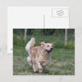 Golden Retriever met 1 Briefkaart (Voorkant / Achterkant)
