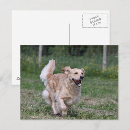 Golden Retriever met 1 Briefkaart (Voorkant / Achterkant)