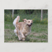 Golden Retriever met 1 Briefkaart (Voorkant)