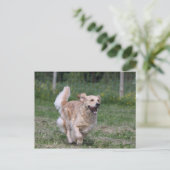 Golden Retriever met 1 Briefkaart (Staand voorkant)