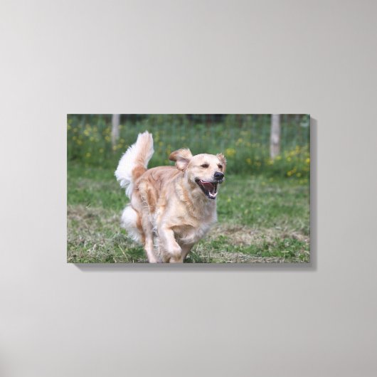 Golden Retriever met 1 Canvas Afdruk (Voorkant)