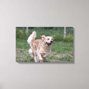 Golden Retriever met 1 Canvas Afdruk