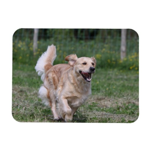Golden Retriever met 1 Magneet (Horizontaal)