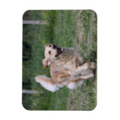 Golden Retriever met 1 Magneet (Verticaal)