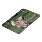 Golden Retriever met 1 Magneet (Linkerzijde)