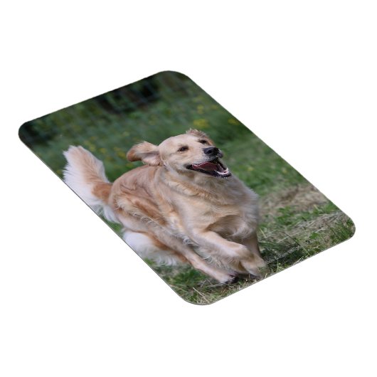 Golden Retriever met 1 Magneet (Rechterzijde)