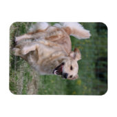 Golden Retriever met 1 Magneet (Horizontaal)