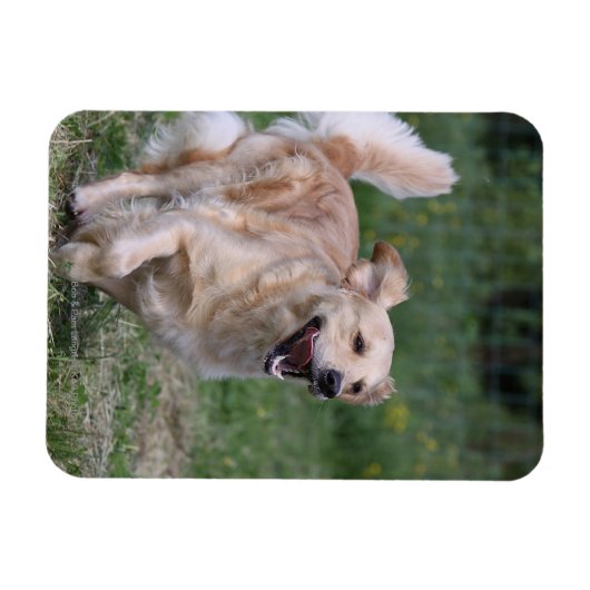 Golden Retriever met 1 Magneet (Horizontaal)