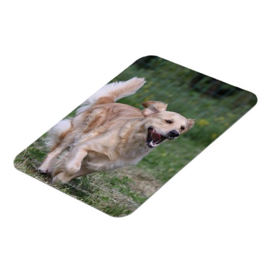 Golden Retriever met 1 Magneet (Linkerzijde)
