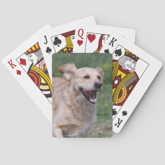 Golden Retriever met 1 Pokerkaarten (Achterkant)