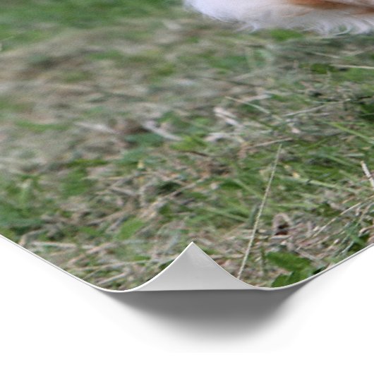 Golden Retriever met 1 Poster (Hoek)