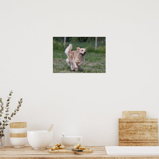 Golden Retriever met 1 Poster (Keuken)