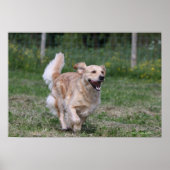 Golden Retriever met 1 Poster (Voorkant)