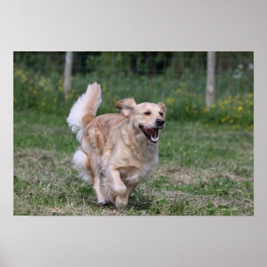 Golden Retriever met 1 Poster (Voorkant)