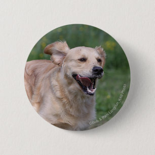 Golden Retriever met 1 Ronde Button 5,7 Cm