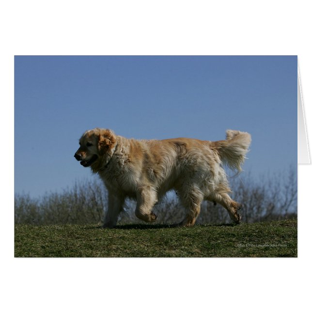 Golden Retriever met 3 (Voorkant Horizontaal)