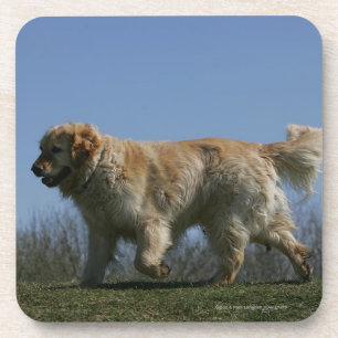 Golden Retriever met 3 Bier Onderzetter