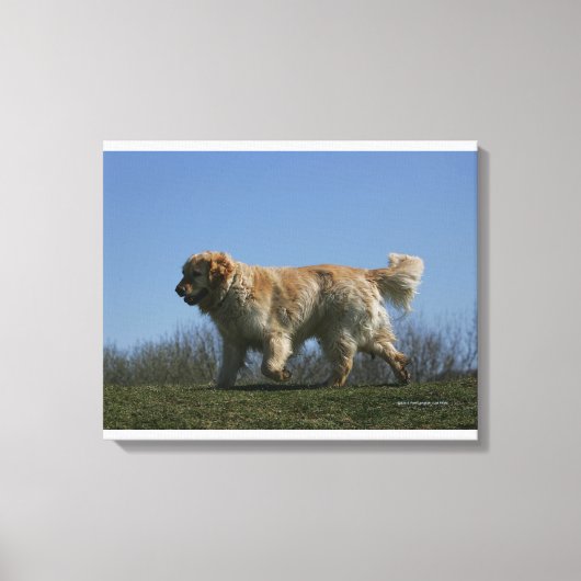Golden Retriever met 3 Canvas Afdruk (Voorkant)