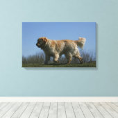 Golden Retriever met 3 Canvas Afdruk (Insitu (Houten vloer))