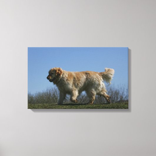 Golden Retriever met 3 Canvas Afdruk (Voorkant)