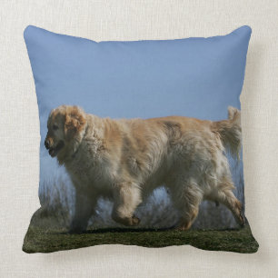 Golden Retriever met 3 Kussen