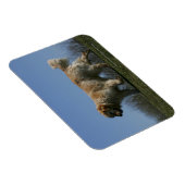 Golden Retriever met 3 Magneet (Rechterzijde)