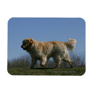 Golden Retriever met 3 Magneet