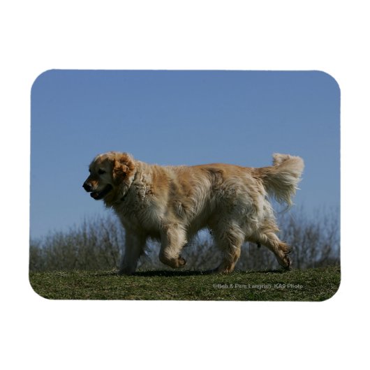 Golden Retriever met 3 Magneet (Horizontaal)