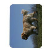 Golden Retriever met 3 Magneet (Verticaal)