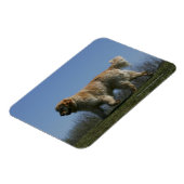 Golden Retriever met 3 Magneet (Linkerzijde)