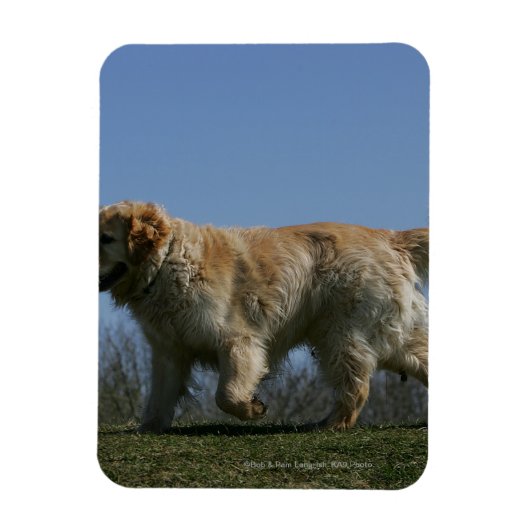 Golden Retriever met 3 Magneet (Verticaal)