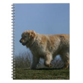 Golden Retriever met 3 Notitieboek (Voorkant)