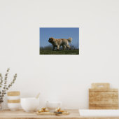 Golden Retriever met 3 Poster (Keuken)