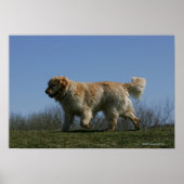 Golden Retriever met 3 Poster (Voorkant)