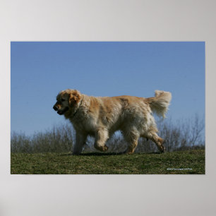 Golden Retriever met 3 Poster