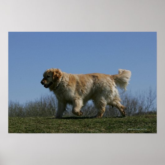 Golden Retriever met 3 Poster (Voorkant)