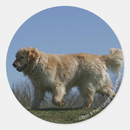 Golden Retriever met 3 Ronde Sticker (Voorkant)