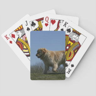 Golden Retriever met 3 Speelkaarten