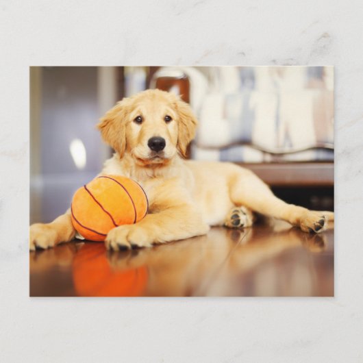 Golden Retriever met Basketball Speelgoed Briefkaart (Voorkant)