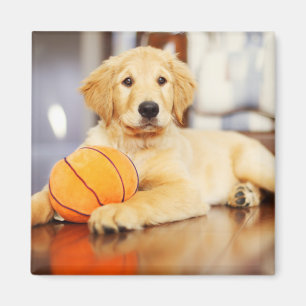 Golden Retriever met Basketball Speelgoed Magneet