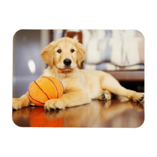 Golden Retriever met Basketball Speelgoed Magneet