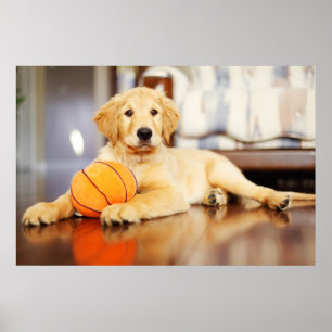Golden Retriever met Basketball Speelgoed Poster