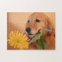 Golden Retriever met blote puzzle