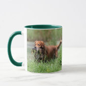 Golden Retriever met Duck-Mok Mok (Links)