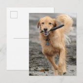 Golden Retriever met een kruk in de mond Briefkaart (Voorkant / Achterkant)
