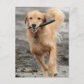 Golden Retriever met een kruk in de mond Briefkaart (Voorkant)