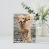 Golden Retriever met een kruk in de mond Briefkaart (Staand voorkant)