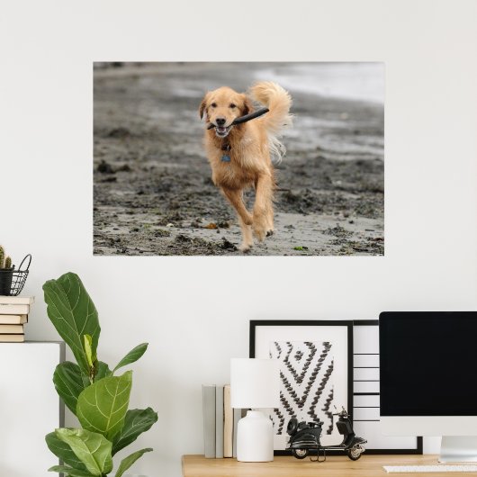 Golden Retriever met een kruk in de mond Poster (Thuiskantoor)