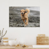 Golden Retriever met een kruk in de mond Poster (Keuken)